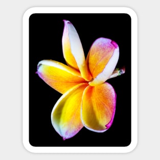 plumeria-flowers-frangipani-floral-blossom-petal-shirtyshirto-90 Sticker